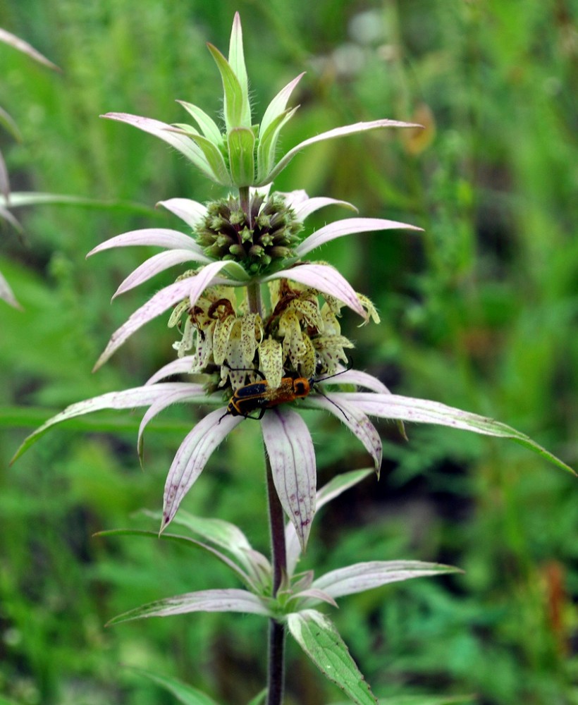 spotted_horsemint
